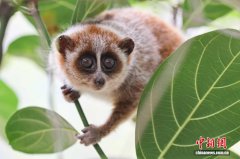 广西发现北倭蜂猴较大种群